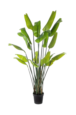 Strelitzia artificiale - Clemens | 200 cm