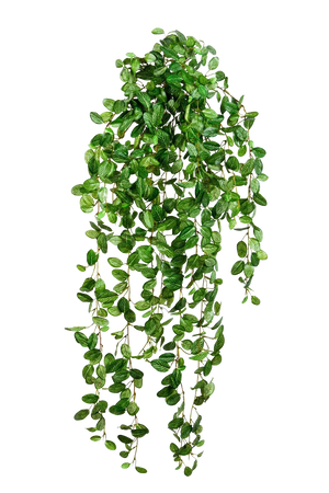 Hochwertige künstliche Hängepflanze auf transparentem Hintergrund mit echt wirkenden Kunstblättern in natürlicher Anordnung. Künstliche Hänge-Fittonia - Freya hat die Farbe Natur und ist 85 cm hoch. | aplanta Kunstpflanzen
