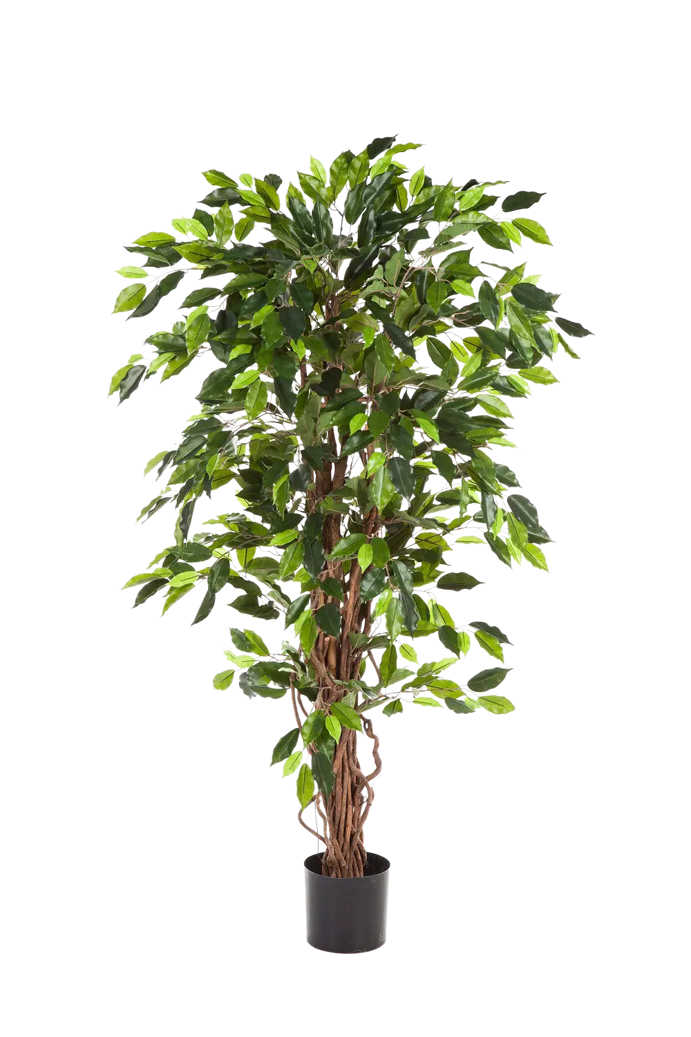 Künstlicher Ficus - Issa, 180 cm, Kunstbaum von aplanta, in Natur, für drinnen