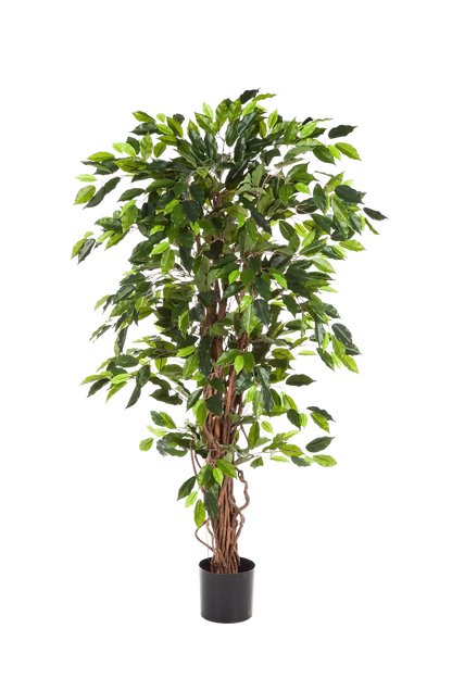 Künstlicher Ficus - Issa, 180 cm, Kunstbaum von aplanta, in Natur, für drinnen