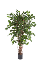 Künstlicher Ficus - Jasmin, 210 cm, Kunstbaum von aplanta, mit Echtholzstamm, mit Mangrovenstamm, im schwarzen Topf, in Natur