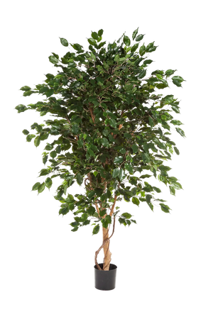 Künstlicher Ficus - Kim auf transparentem Hintergrund mit echt wirkenden Kunstblättern in natürlicher Anordnung. Künstlicher Ficus - Kim hat die Farbe Natur und ist 240 cm hoch. | aplanta Kunstpflanzen