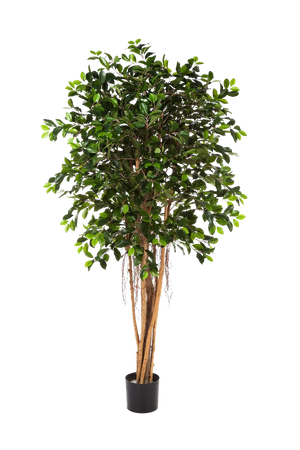 Ficus cinese artificiale - Konstantin | 210 cm
