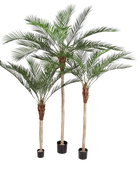 Hochwertige Kunstpalme auf transparentem Hintergrund mit echt wirkenden Kunstblättern in natürlicher Anordnung. Künstliche Dattelpalme - Kian hat die Farbe Natur und ist 180 cm hoch. | aplanta Kunstpflanzen