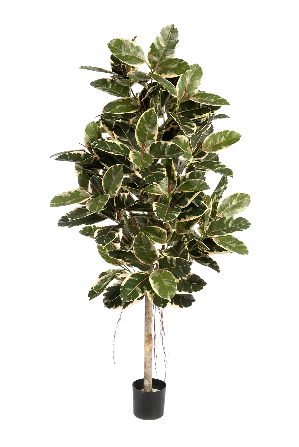 Albero di gomma artificiale - Kerim | 210 cm