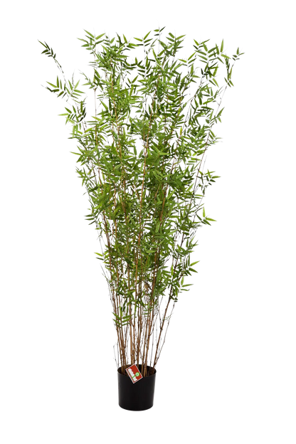 Künstlicher Bambus - Louis auf transparentem Hintergrund mit echt wirkenden Kunstblättern. Diese Kunstpflanze gehört zur Gattung/Familie der "Bambuse" bzw. "Kunst-Bambuse".