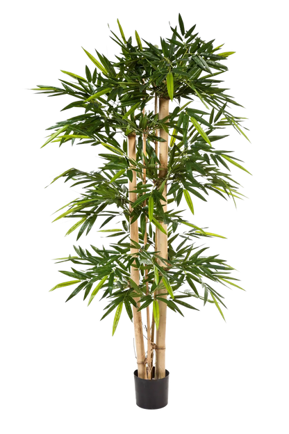 Hochwertiger Kunstbambus auf transparentem Hintergrund mit echt wirkenden Kunstblättern in natürlicher Anordnung. Künstlicher Bambus - Michael hat die Farbe Natur und ist 300 cm hoch. | aplanta Kunstpflanzen