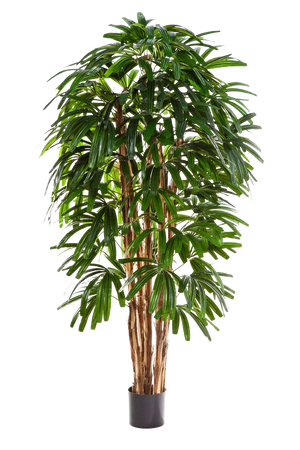 Palma artificiale - Nicole | 150 cm