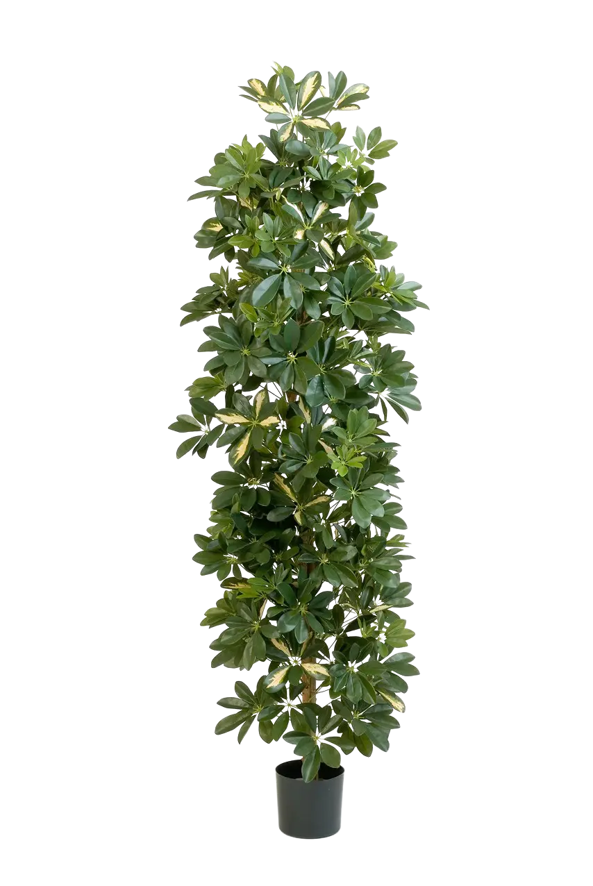 Albero artificiale di Schefflera - Osman | 180 cm