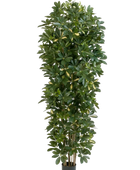Künstlicher Schefflera Baum - Oke | 195 cm auf transparentem Hintergrund mit echt wirkenden Kunstblättern in natürlicher Anordnung. | aplanta Kunstpflanzen