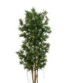 Podocarpo artificiale Reflexa- Paul | 180 cm