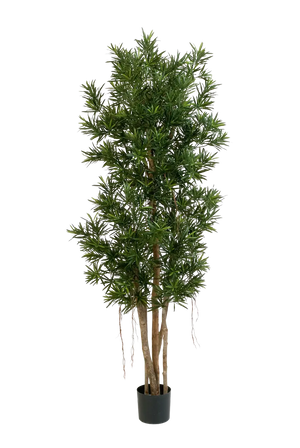 Podocarpo artificiale Reflexa- Paul | 180 cm