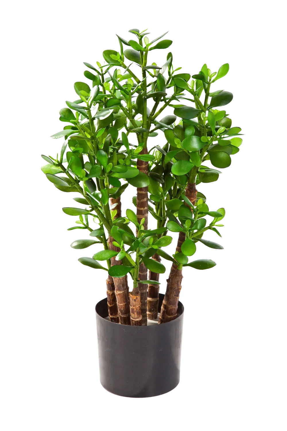 Künstlicher Geldbaum - Poyraz auf transparentem Hintergrund mit echt wirkenden Kunstblättern in natürlicher Anordnung. Künstlicher Geldbaum - Poyraz hat die Farbe Natur und ist 60 cm hoch. | aplanta Kunstpflanzen