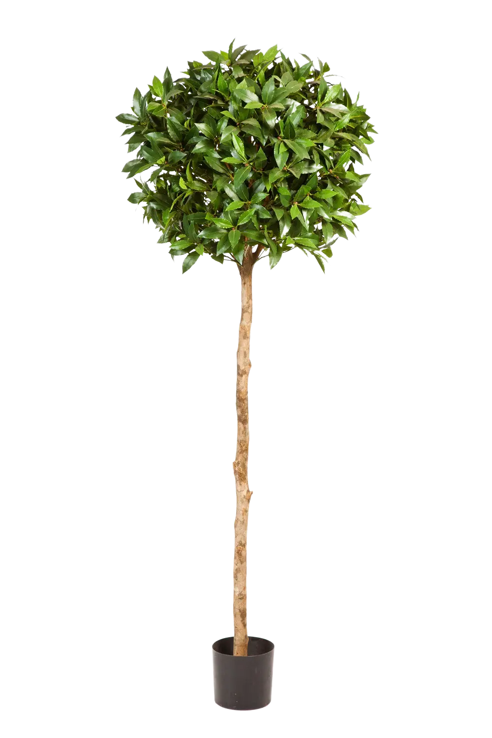 Künstlicher Lorbeer - Ronja, 140 cm, Kunstbaum von aplanta, in Natur, für drinnen