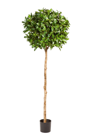 Künstlicher Lorbeer - Ronja, 140 cm, Kunstbaum von aplanta, in Natur, für drinnen