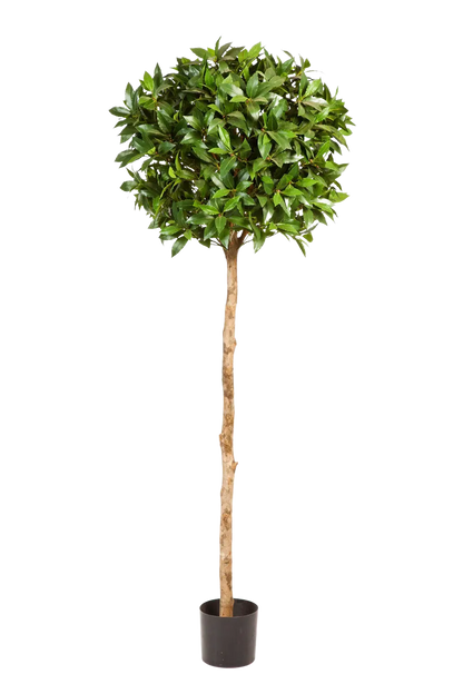 Künstlicher Lorbeer - Ronja, 140 cm, Kunstbaum von aplanta, in Natur, für drinnen
