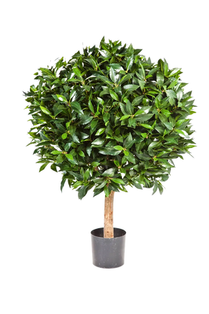 Künstlicher Lorbeer - Rosa auf transparentem Hintergrund mit echt wirkenden Kunstblättern. Diese Kunstpflanze gehört zur Gattung/Familie der "Lorbeeren" bzw. "Kunst-Lorbeeren".