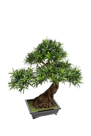 Bosso Bonsai Artificiale in Ciotola, 550 Foglie, 65cm - Pianta Bonsai/Bonsai in Vaso Bosso Bonsai Artificiale in Ciotola, 550 Foglie, 65cm - Pianta Bonsai/Bonsai in Vaso