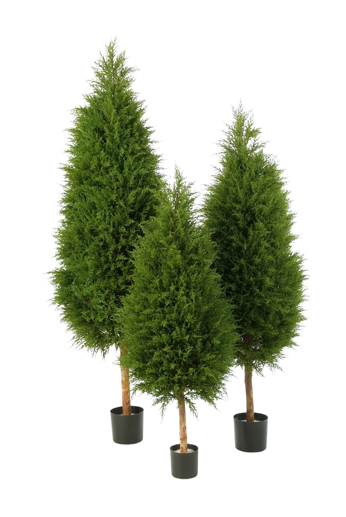 Künstliche Zypresse - Pepe auf transparentem Hintergrund mit echt wirkenden Kunstblättern in natürlicher Anordnung. Künstliche Zypresse - Pepe hat die Farbe Natur und ist 180 cm hoch. | aplanta Kunstpflanzen