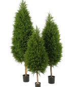 Künstliche Zypresse - Pepe auf transparentem Hintergrund mit echt wirkenden Kunstblättern in natürlicher Anordnung. Künstliche Zypresse - Pepe hat die Farbe Natur und ist 180 cm hoch. | aplanta Kunstpflanzen