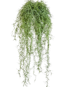 Hochwertige künstliche Hängepflanze auf transparentem Hintergrund mit echt wirkenden Kunstblättern in natürlicher Anordnung. Künstlicher Hängebusch- Maximilian hat die Farbe Natur und ist 80 cm hoch. | aplanta Kunstpflanzen