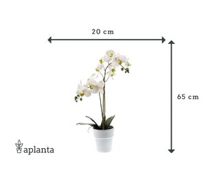 Orchidea artificiale - Leonard | Real Touch | 65 cm