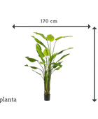 Strelitzia artificiale - Colin | 235 cm