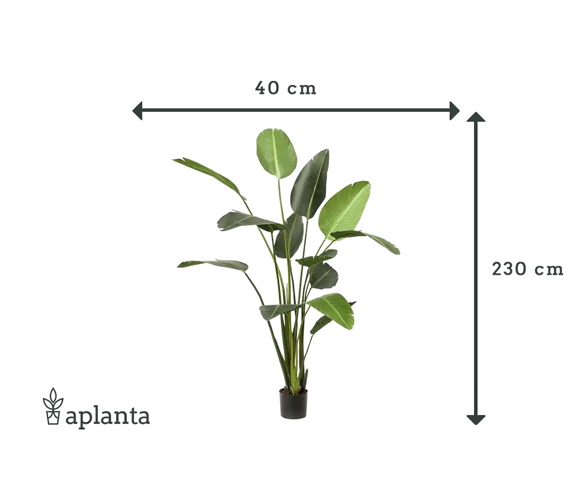 Strelitzia artificiale - Josephine | 230 cm