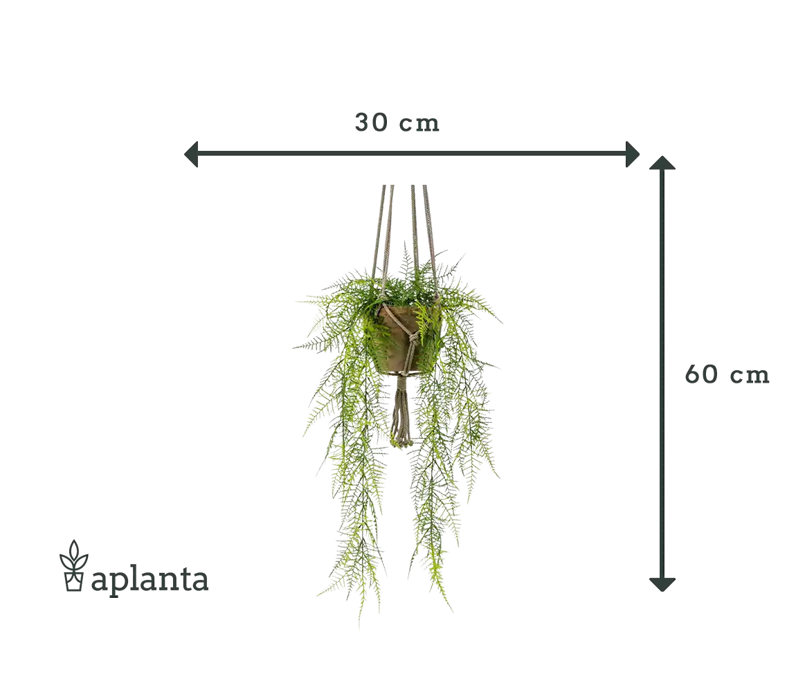Asparago artificiale a piuma pendente - Jannis | 60 cm
