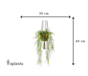 Asparago artificiale a piuma pendente - Jannis | 60 cm