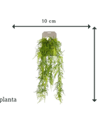 Asparago artificiale a piuma pendente - Luke | 80 cm